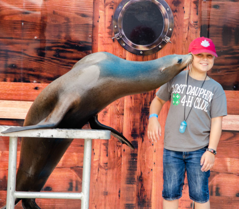 Brown County Fair | Sea Lion Splash Show